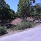 MANGO PLANTATION IN AMLAN