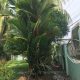 HOUSE AND LOT FOR SALE IN DUMAGUETE