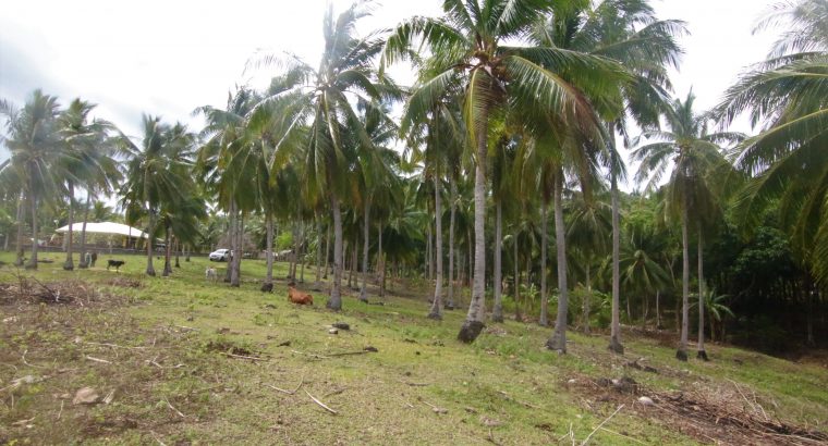 Siquijor Beach Side Lots for Sale