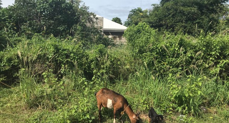 SMALL LOT FOR SALE IN DUMAGUETE CITY