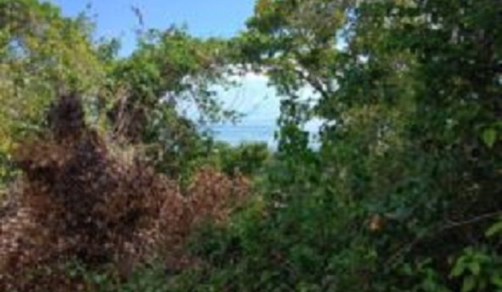 OCEAN VIEW LOT FOR SALE SAN JUAN SIQUIJOR