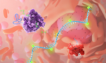 Engineering Modified RNA Polymerase to Purify mRNA Production and Reduce Immunostimulatory by Products