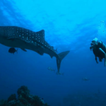 Atlantis Dive Resorts and Liveaboard – Dumaguete