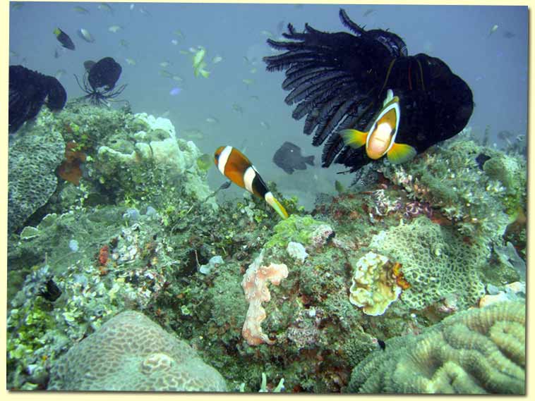 bohol diving