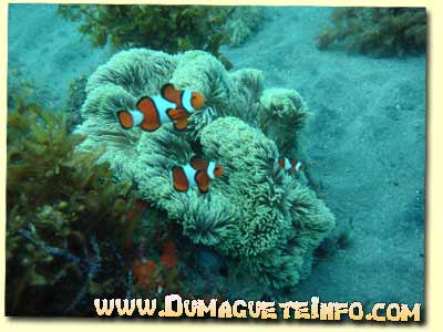 clown fish