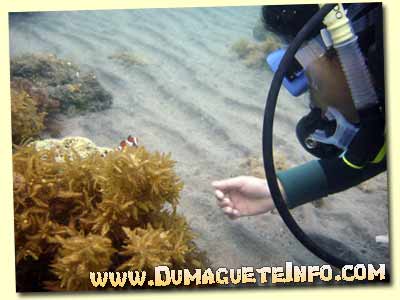 diving dumaguete