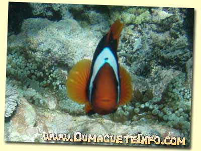 sumilon clown fish