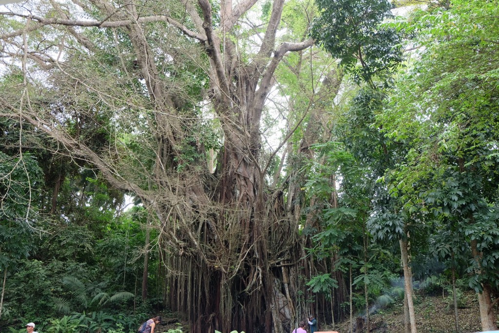 behold, the famous balete tree that has been alive for four centuries