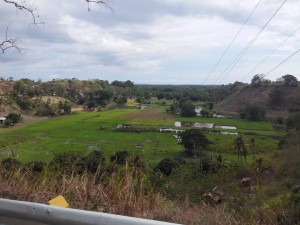 Bayawan rice fields