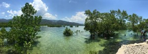The beautiful view of the mangrooves