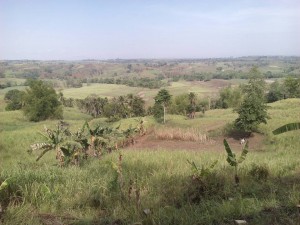 Mabinay rice fields