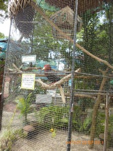 The local angry bird in Dumaguete